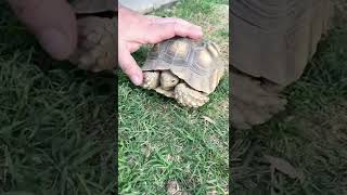 Sulcata Tortoise Adoption | Meet Tortilla the Tortise