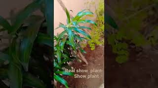 best|| show plant 👍||                           beautiful plant can be planted in office and home||