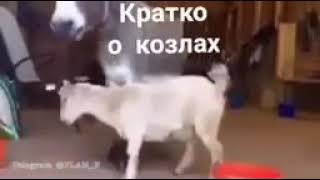 Козёл не осёл