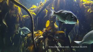 Kelp forest / African Sea Forest Marine Habitat, South Africa Two Oceans Aquarium