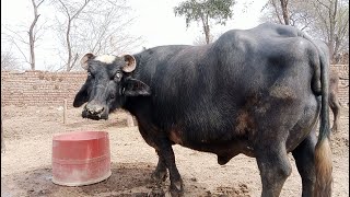 01 Pure Nili Ravi Buffalos For Sale In Punjab Pakistan  12 February 2023