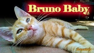 Baby Bruno ... Il piccolo Bruno   (: Sweet Cat - Sweet Cats - Cute Cat - Cute Cats :)