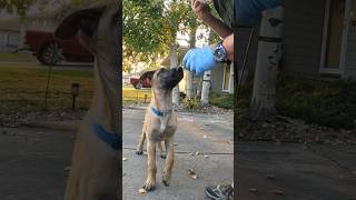 Puppy training for human remains detection. #belgianmalinois #searchdog #workingdog