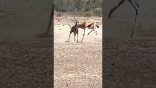 animals wildlife bestvideo foryou