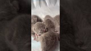 Yaaay look who’s become Mom 🥳 please  like the video if you find them cute 😢😢😢 #kittens