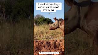 Eye to eye! There is never a dull moment on safari.