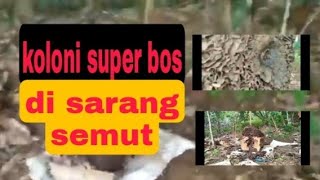 BONGKAR SARANG KLULUT DI BEKAS SARANG SEMUT!!!