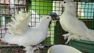 AMERICAN FANTEAL PIGEON FANCY (4000) RS. PAIR SALE