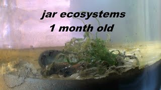 jar ecosystem 1 month old