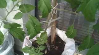 Tomatoes balkony watering