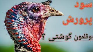 سود پرورش بوقلمون گوشتی , آموزش پرورش بوقلمون