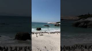 181023 African penguins, Cape Town