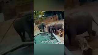 Неожиданные случаи с животными #animalsvideo