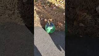 Vlogtober 2024 - Motion Monday - An Autumn Walk With My Mom - Which Pumpkin Is Your Favorite?