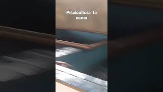 Pesqueiro do Marco em Paulínia/também piscicultura