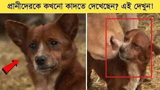 না কেদে সম্পুর্ন ভিডিওটি শেষ করুন ! প্রানীদের এসব আচরন দেখে কান্না ধরে রাখতে পারবেন না