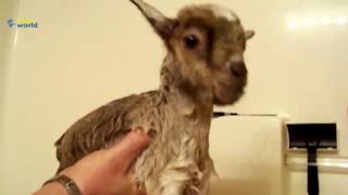 Cute goat kid bathing pleasure -  1080P