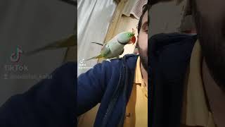 funny parrot tricks | funny parakeet #alexandrineparrot