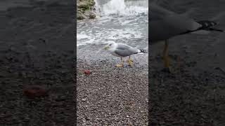 seagull on the hunt