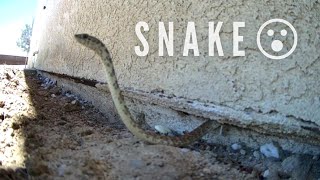 Snake season!