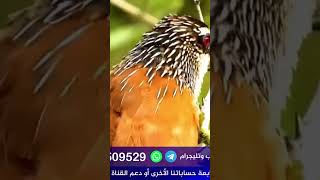 يا إخواننا في غزة: الله معكم وهو أرحم بكم مِنَّا