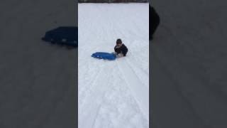 Papi and dean sledding 2016