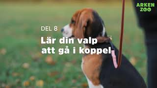 Lära valpen gå i koppel  | Arken Zoo