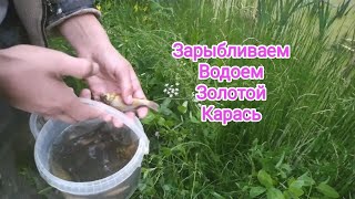 Запускаем золотого карася в водоем у дома