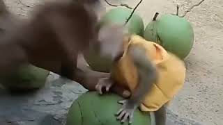 Amazing  animals actions