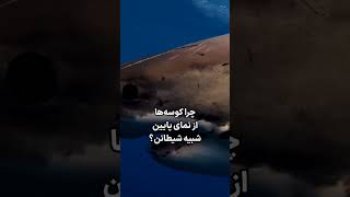 یه فکت جالب درمورد کوسه ها #کوسه #فکت #shortvideo #explore #viral #اکسپلور #ویدیو #حیوانات