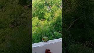 parrot point #parrotparrot  #cute parrot #shortsvideo