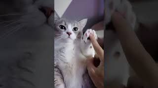 RESPON KUCING PENURUT #shorts #trending #viral