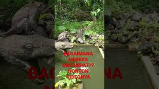 PINTARNYA MEREKA MELOMPAT DARI ATAS TERJUN BEBAS #monkeyforest #ubud #traveling #bali #indonesia