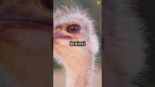 Mind-blowing ostrich facts you didn't know