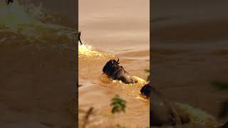 The great Migration of animals in Kenya