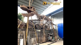 Life sized T rex Skeleton