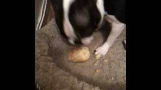 Oscar Eats a Potato