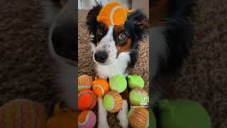 This is your sign to get an aussie #australianshepherd #toyaussie