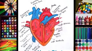 Human Heart Diagram Easy Step by Step ll How to Draw Heart Diagram  ll Circulatory System Diagram