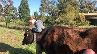 How to milk a cow