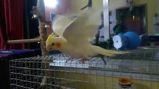 Cockatielbird PIKU's busy moments