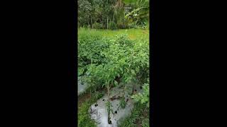 Melihat Kebun Cabe dan Sawah Siap Panen at dusun Bedoyo wukirsari Cangkringan Sleman Yogyakarta