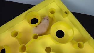 GIANT Burger Maze for Hamster