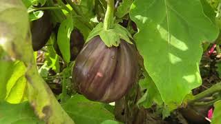 The neglected vegetable patch