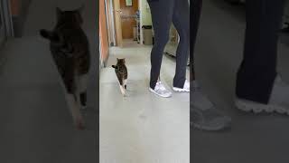 Shawn explores the new adoption center