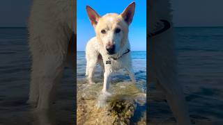 This is Simba, he is a stunning beach lover who enjoys Cyprus stunning sea waters way too much.