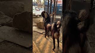 SIROHI BREEDER 🔥#youtubeshorts#bakramandi#shortvideoviral#viralvideo#update#live#bakraeidspecial