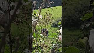 🌷🌳 #youtubeshorts #shortvideo #cow #landscape #sunny