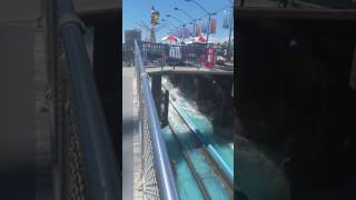 Wildwood log flume