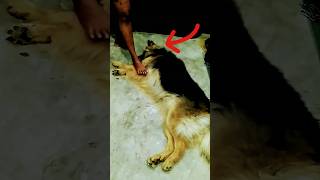 බලු විසේ 😜🤭 German Shepherd Dog Funny Video #trending #viral